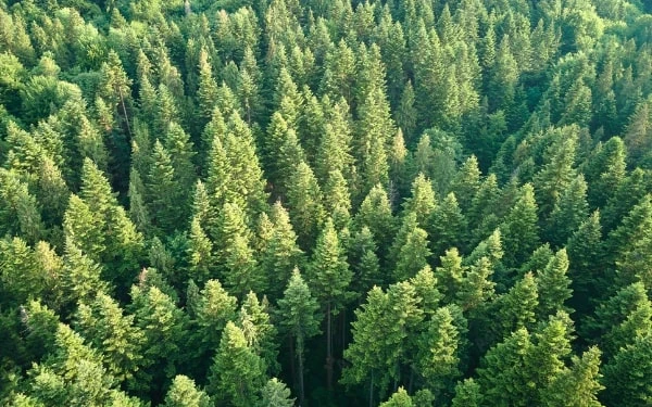 Biofuels